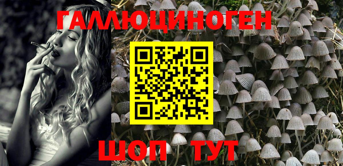 Галлюциногенные грибы Psilocybine cubensis Северск